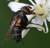 Actia sp.